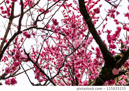 盛開的梅花 盛開的梅花 115835235