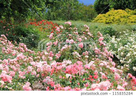 Shinshu Sky Park Rose Garden Shinshu Sky Park Rose Garden 115835284