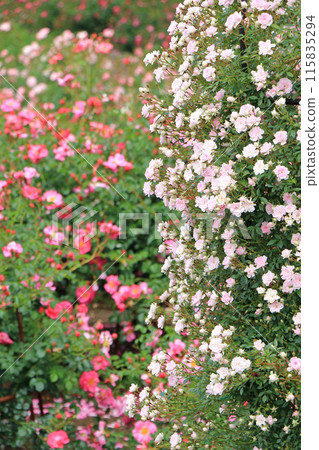 Shinshu Sky Park Rose Garden Shinshu Sky Park Rose Garden 115835294