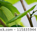 tree frog resting on a tree 115835944