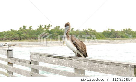 Close-up shot of a brown pelican standing on a weathered wooden dock 115835997