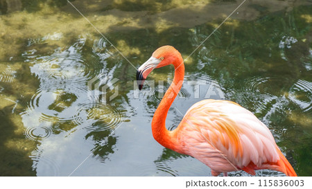Pink Flamingo Walking Through Water, Creating Ripples in Natural Setting Pink Flamingo Walking Through Water, Creating Ripples in Natural Setting 115836003