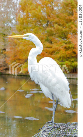 White Great Egret Bird on Rock by Pond in Autumn with Colorful Trees White Great Egret Bird on Rock by Pond in Autumn with Colorful Trees 115836004