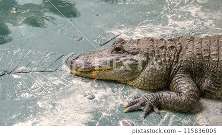 big scary crocodile sunning themselves on the shore of a lake 115836005