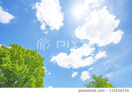 Clouds and trees in early summer 115836250