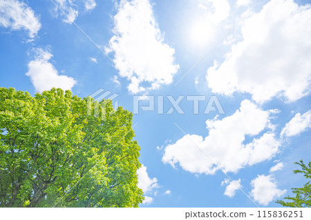 Clouds and trees in early summer 115836251