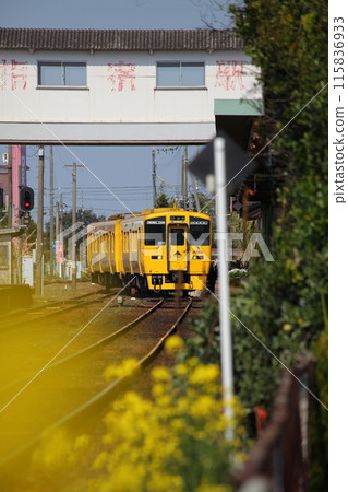 車輛類型 Kiha 200 系列柴油車,車號 Kiha 200-503,立體交叉和油菜花 車輛類型 Kiha 200 系列柴油車,車號 Kiha 200-503,立體交叉和油菜花 115836933