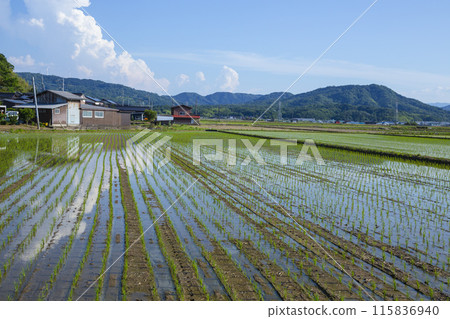 Scenery of rice fields after rice planting, Tottori City, Tottori Prefecture Scenery of rice fields after rice planting, Tottori City, Tottori Prefecture 115836940