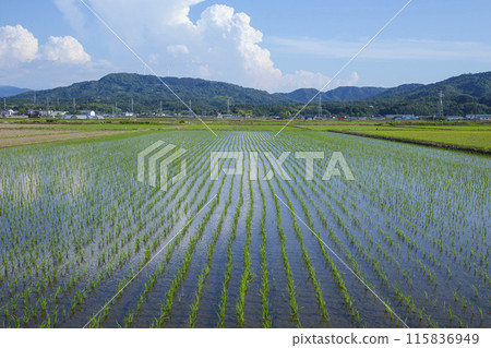 Scenery of rice fields after rice planting, Tottori City, Tottori Prefecture Scenery of rice fields after rice planting, Tottori City, Tottori Prefecture 115836949