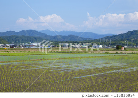 插秧後的稻田風景 鳥取縣鳥取市 插秧後的稻田風景 鳥取縣鳥取市 115836954
