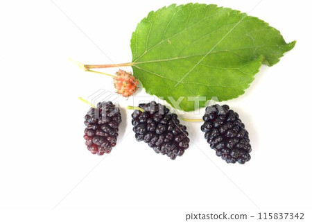 桑果和桑葉 115837342