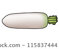 Illustration of radish (with main line) 115837444