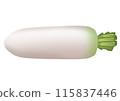 Radish illustration (no main line) 115837446