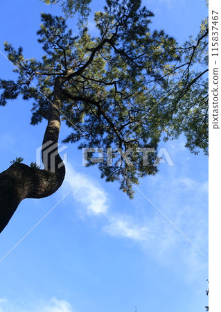 Landscape with pine trees stretching into the blue sky 115837467