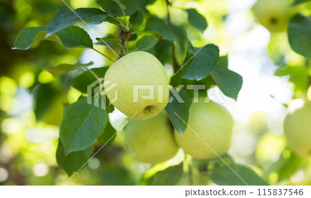 Apples ripening on trees branches in green orchard Apples ripening on trees branches in green orchard 115837546