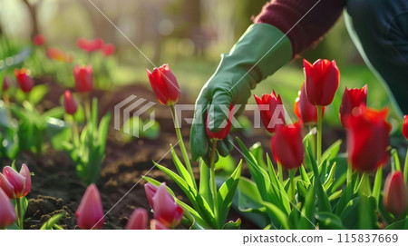 Gardening background concept Gardening background concept 115837669