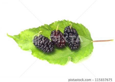 mulberry fruit and mulberry leaves 115837675