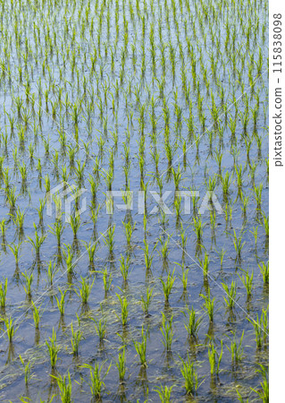 Scenery of rice fields after rice planting, Tottori City, Tottori Prefecture 115838098
