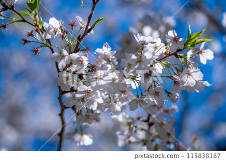 Sakura that shines in the blue sky Sakura that shines in the blue sky 115838187