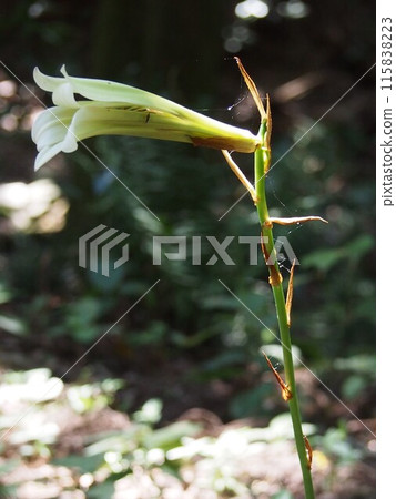 Ubayuri (Ubayuri) (Mount Kanehido/Yorii Town, Saitama Prefecture) Ubayuri (Ubayuri) (Mount Kanehido/Yorii Town, Saitama Prefecture) 115838223