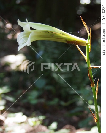 Ubayuri (Ubayuri) (Mount Kanehido/Yorii Town, Saitama Prefecture) 115838224