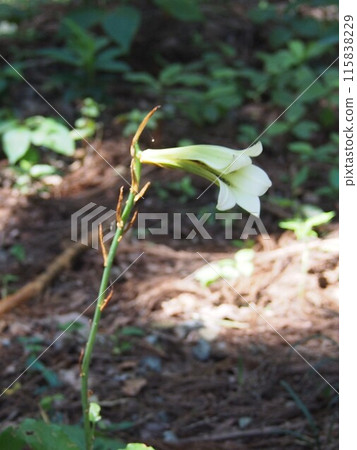 Ubayuri (Ubayuri)（埼玉縣金秀山／寄居町） 115838229