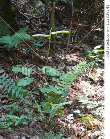 產百合（埼玉縣金戶山/寄居町） 115838243