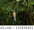 Minor beetle 115838261