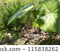 Peppermint 115838262