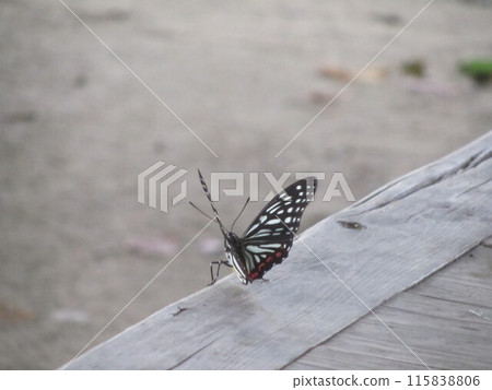 Butterfly: Red-spotted Butterfly Butterfly: Red-spotted Butterfly 115838806