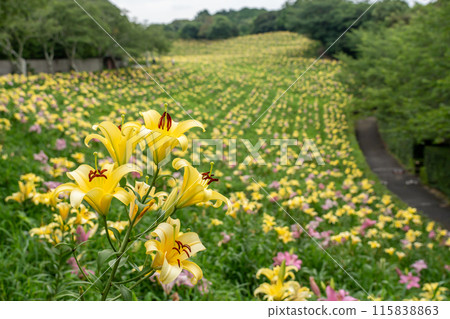 靜岡縣袋井市盛開的香水齋百合園 靜岡縣袋井市盛開的香水齋百合園 115838863