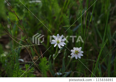White flower on plateau White flower on plateau 115838891