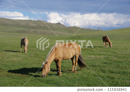 Horse grazing on the grassland 2 Horse grazing on the grassland 2 115838941