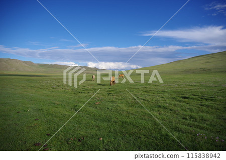 Horses grazing on the grassland 3 Horses grazing on the grassland 3 115838942