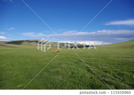 Horses grazing on the grassland 4 Horses grazing on the grassland 4 115838960