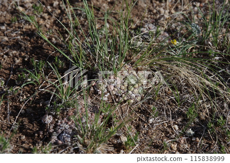 Alpine plants in steppe climate 115838999