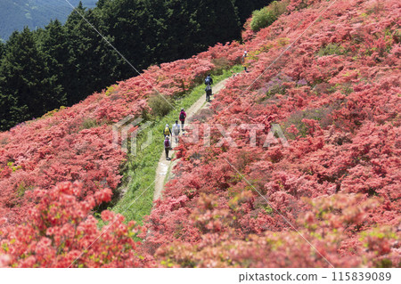 People hiking through Katsuragi Plateau with azaleas in full bloom 115839089