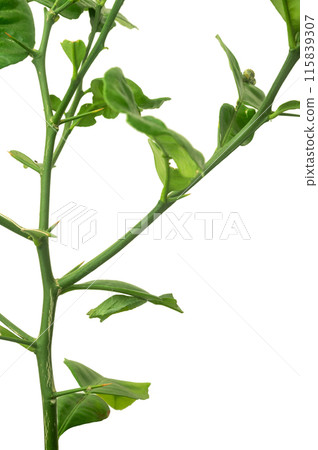 swallowtail pupa swallowtail pupa 115839307
