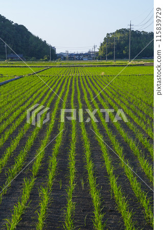 鳥取縣小山町插秧後的稻田景色 鳥取縣小山町插秧後的稻田景色 115839729