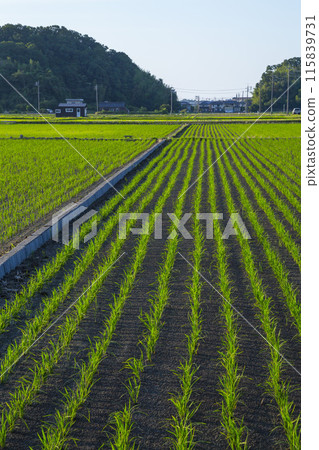 Scenery of rice fields after rice planting in Koyama Town, Tottori Prefecture Scenery of rice fields after rice planting in Koyama Town, Tottori Prefecture 115839731