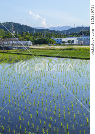 Scenery of rice fields after rice planting in Koyama Town, Tottori Prefecture Scenery of rice fields after rice planting in Koyama Town, Tottori Prefecture 115839732