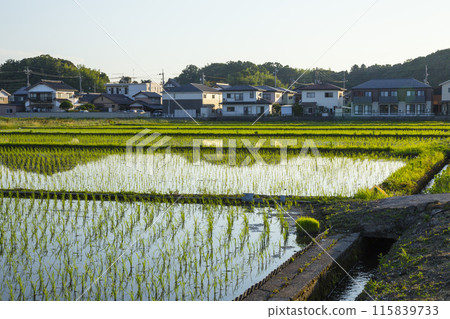 Scenery of rice fields after rice planting in Koyama Town, Tottori Prefecture Scenery of rice fields after rice planting in Koyama Town, Tottori Prefecture 115839733