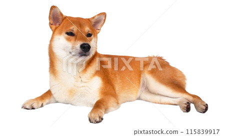 isolate portrait happy smiling red shiba inu on white background, For use in illustrations, Background image or copy space. isolate portrait happy smiling red shiba inu on white background, For use in illustrations, Background image or copy space. 115839917