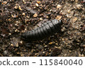 Carpenter Beetle Larva 115840040