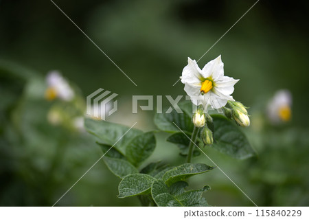 Close-up of a blooming potato plant flower against a green background 115840229