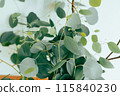 Eucalyptus Popolus Eucalyptus Popolus 115840230