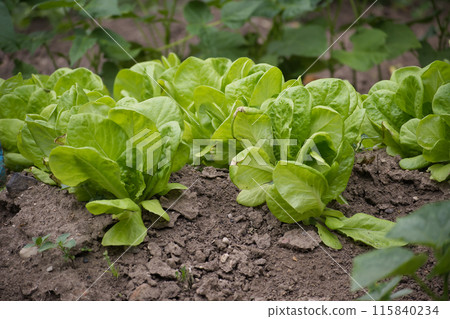 Fresh green lettuce growing in a garden with fertile soil Fresh green lettuce growing in a garden with fertile soil 115840234