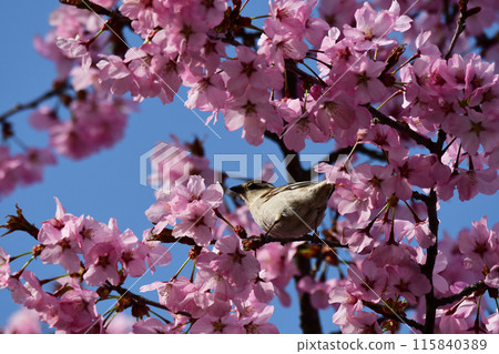 New Year's sparrow staying on a mountain cherry tree New Year's sparrow staying on a mountain cherry tree 115840389