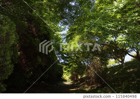 神秘的森林 115840498