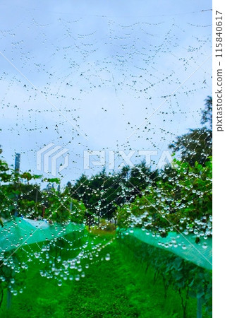 A beautifully made spider web after the rain 115840617
